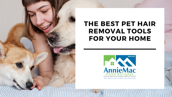 The Best Pet Hair Removal Tools for Your Home